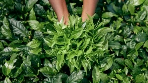 Teepflanzen (Camellia sinensis)