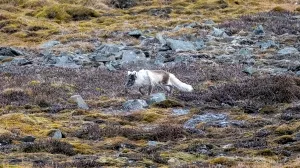 Polarfuchs auf der norwegischen Insel Spitzbergen